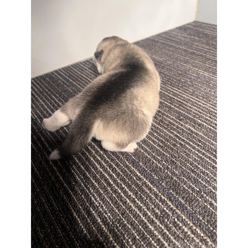 販売中の静岡県のシベリアンハスキー-436484の3枚目