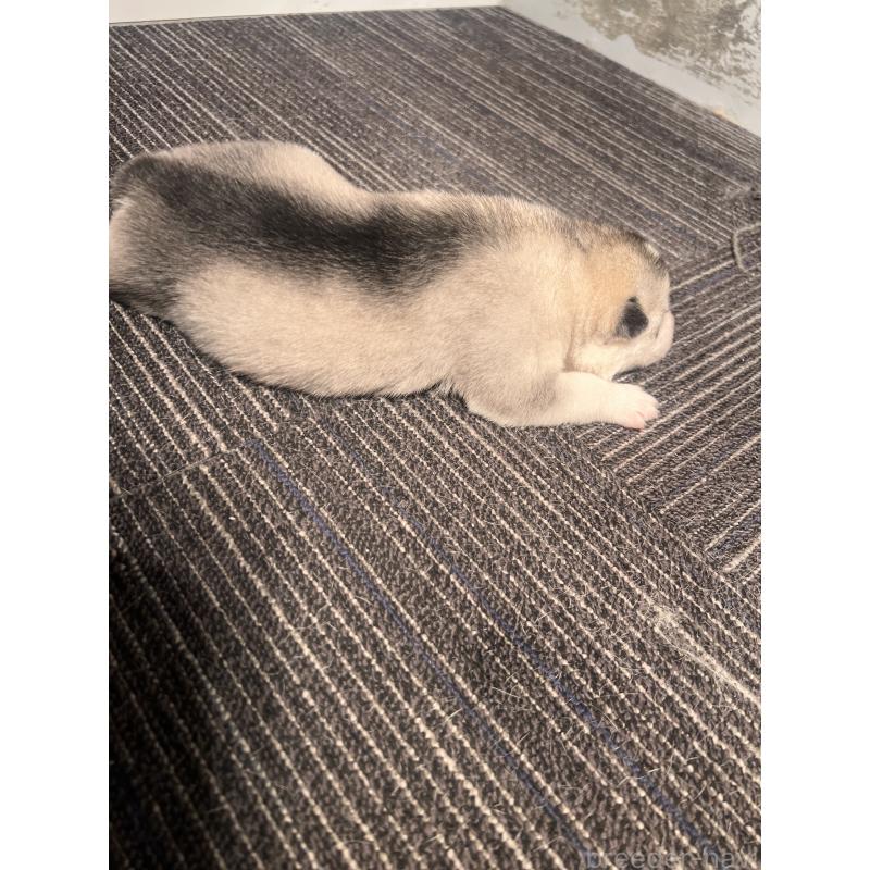 販売中の静岡県のシベリアンハスキー-436484の2枚目