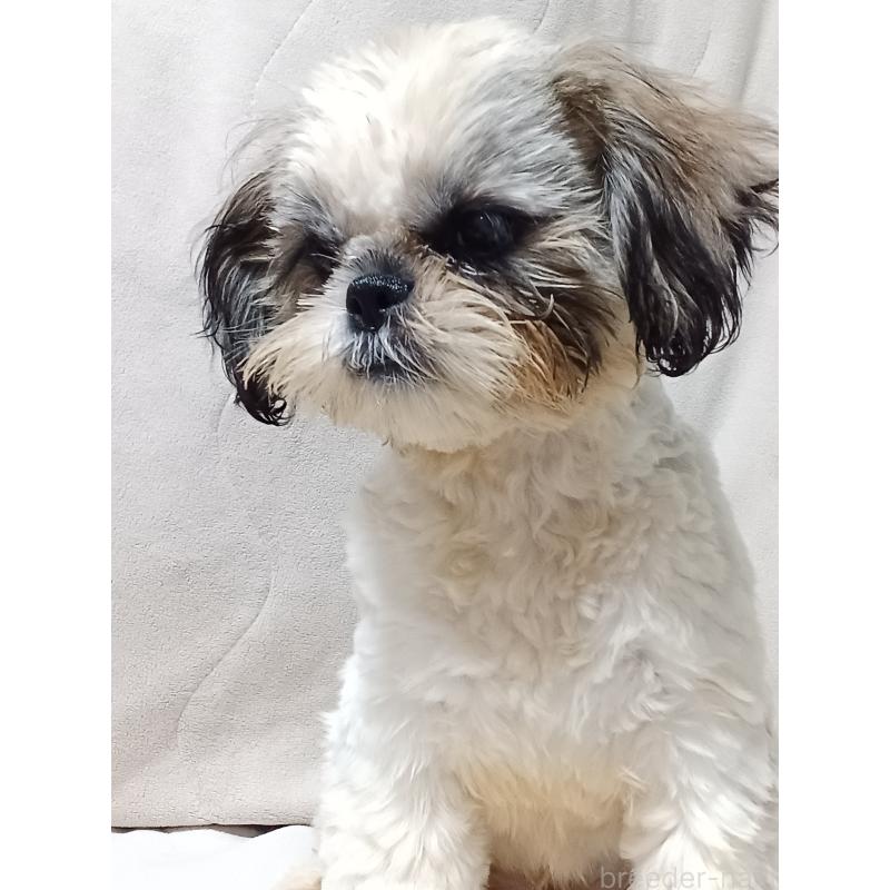 販売中の長野県のシーズー-436485の4枚目