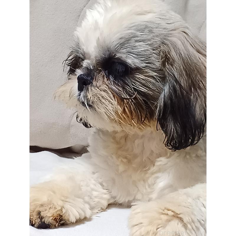 販売中の長野県のシーズー-436485の3枚目