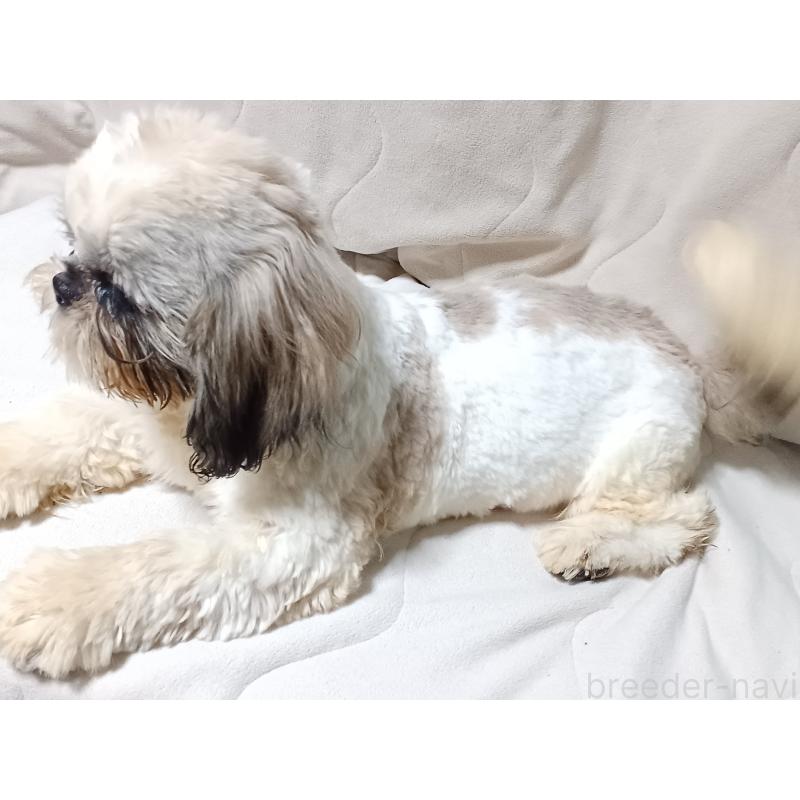 販売中の長野県のシーズー-436485の2枚目