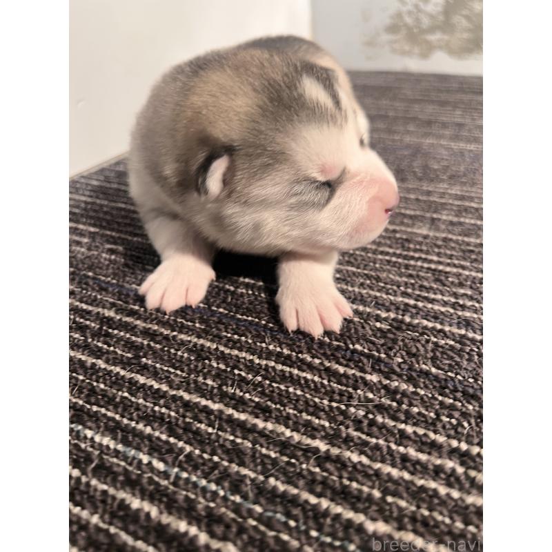 販売中の静岡県のシベリアンハスキー-436486の7枚目