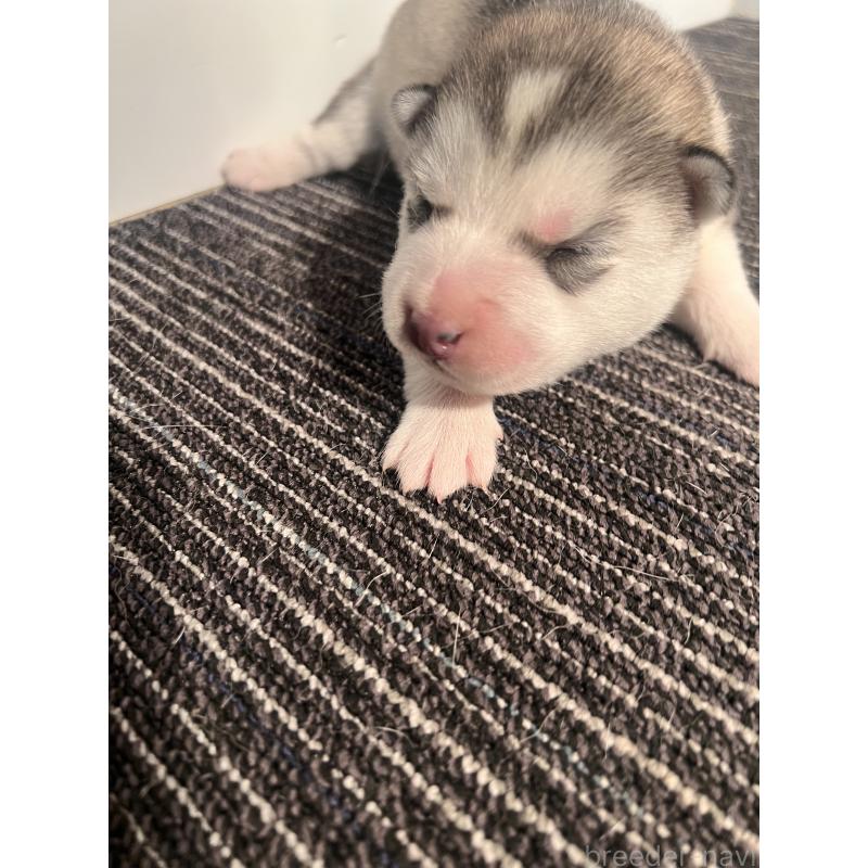 販売中の静岡県のシベリアンハスキー-436486の6枚目