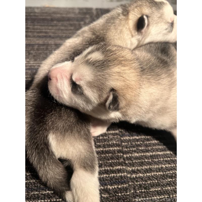 販売中の静岡県のシベリアンハスキー-436486の4枚目