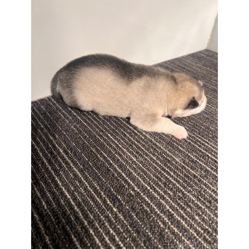 販売中の静岡県のシベリアンハスキー-436486の2枚目