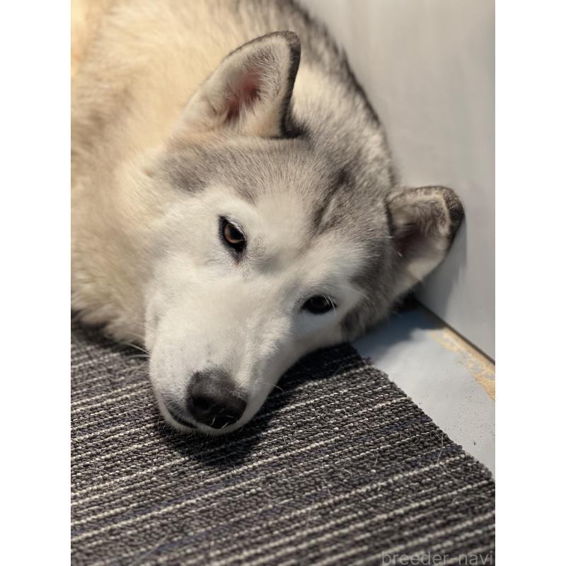 ルアナちゃん1枚目