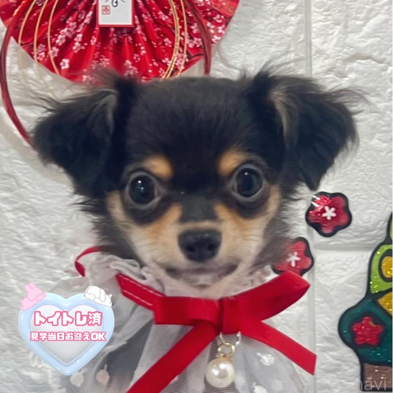 販売中の茨城県のチワワ(ロングコート)-418756