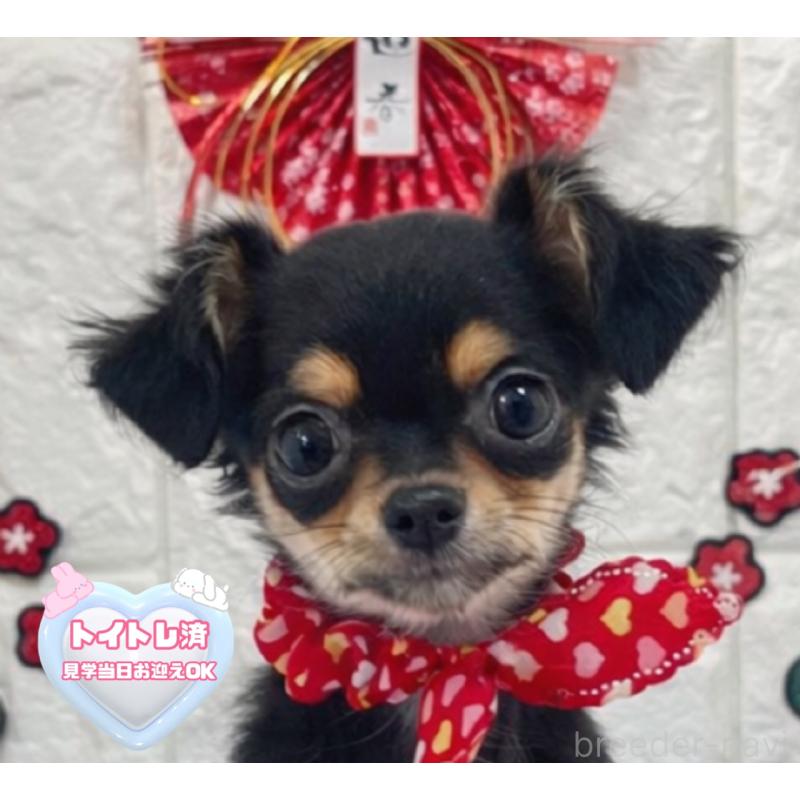 商談中の茨城県のチワワ(ロングコート)-418755の1枚目