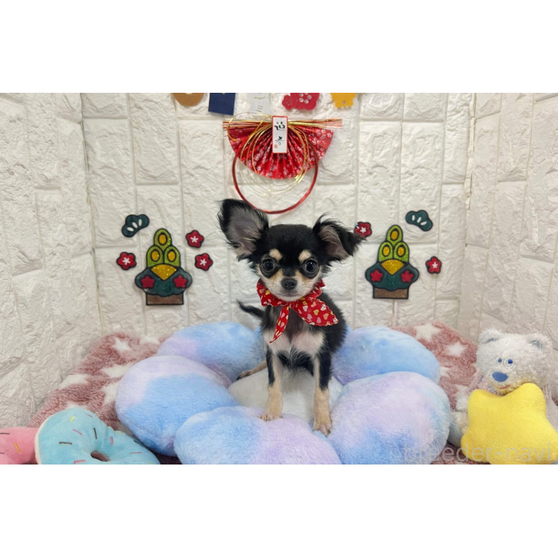 販売中の茨城県のチワワ(ロングコート)-418751の2枚目