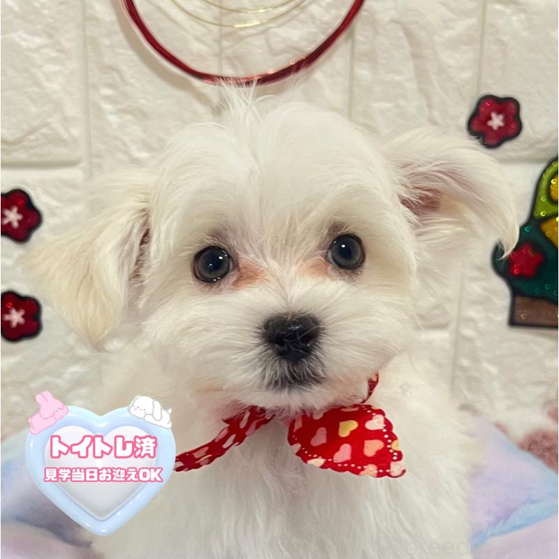 販売中の茨城県のマルチーズ-428290