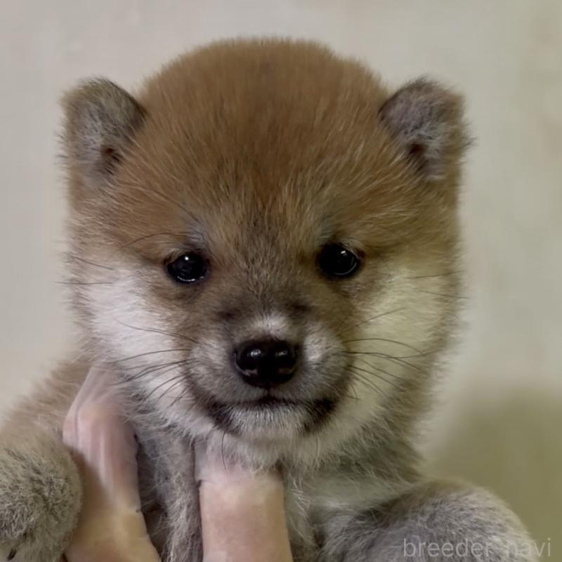 販売中の愛知県の豆柴-436596