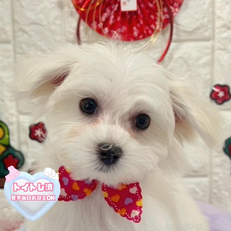 販売中の茨城県のマルチーズ-428293