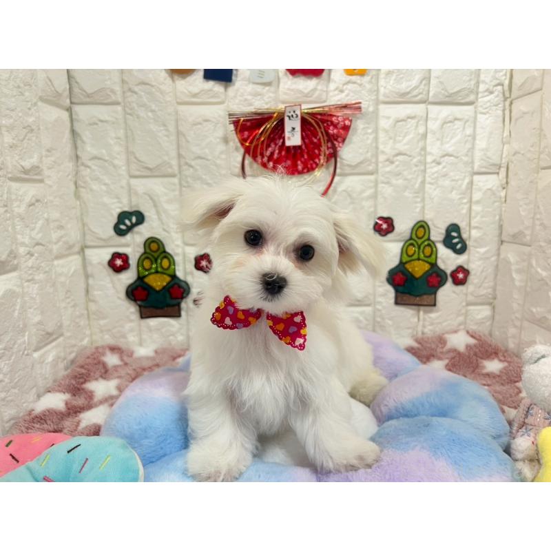 商談中の茨城県のマルチーズ-428293の2枚目