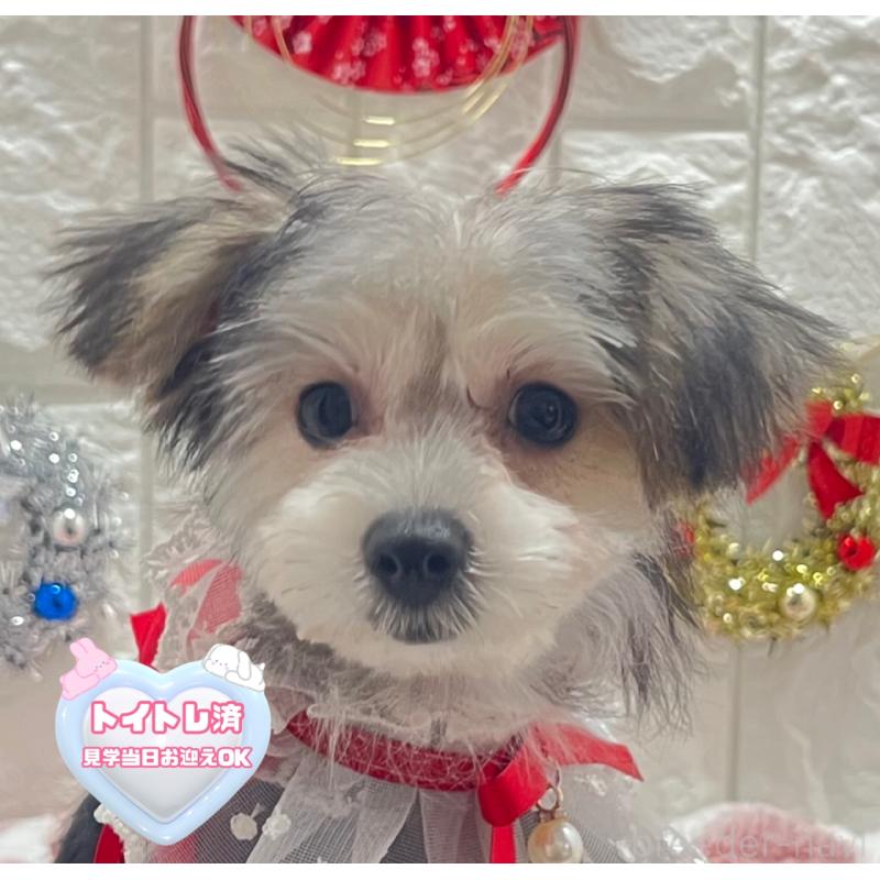 販売中の茨城県のミックス犬-418743の1枚目