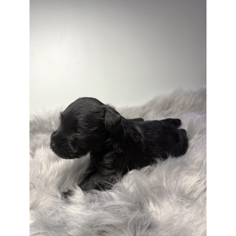 成約済の兵庫県のミニチュアシュナウザー-434828の5枚目