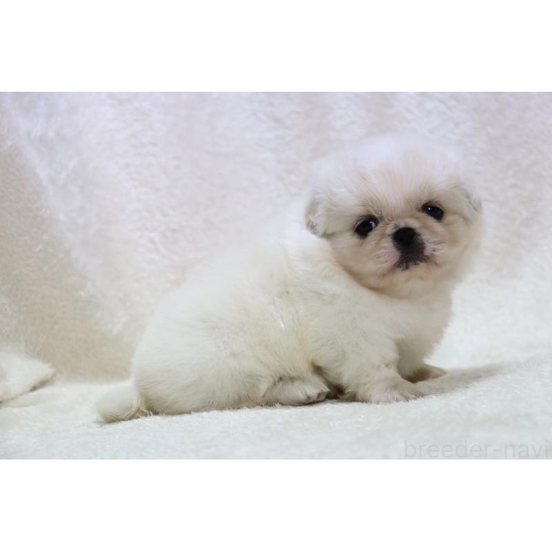 販売中の滋賀県のペキニーズ-436598の15枚目