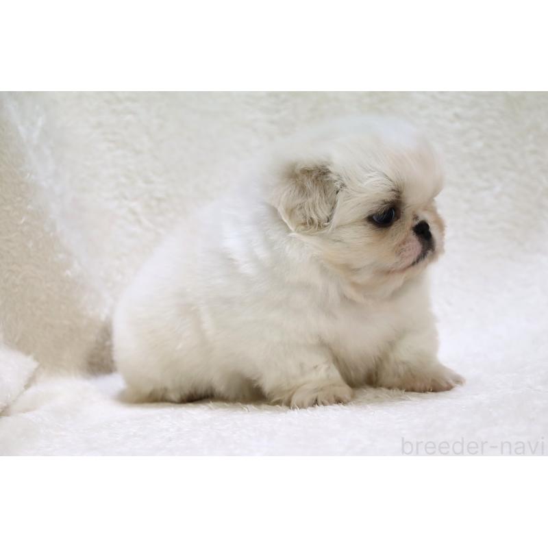 販売中の滋賀県のペキニーズ-436598の14枚目
