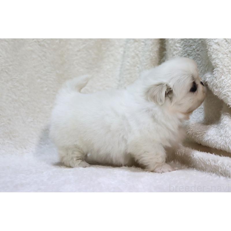 販売中の滋賀県のペキニーズ-436599の15枚目