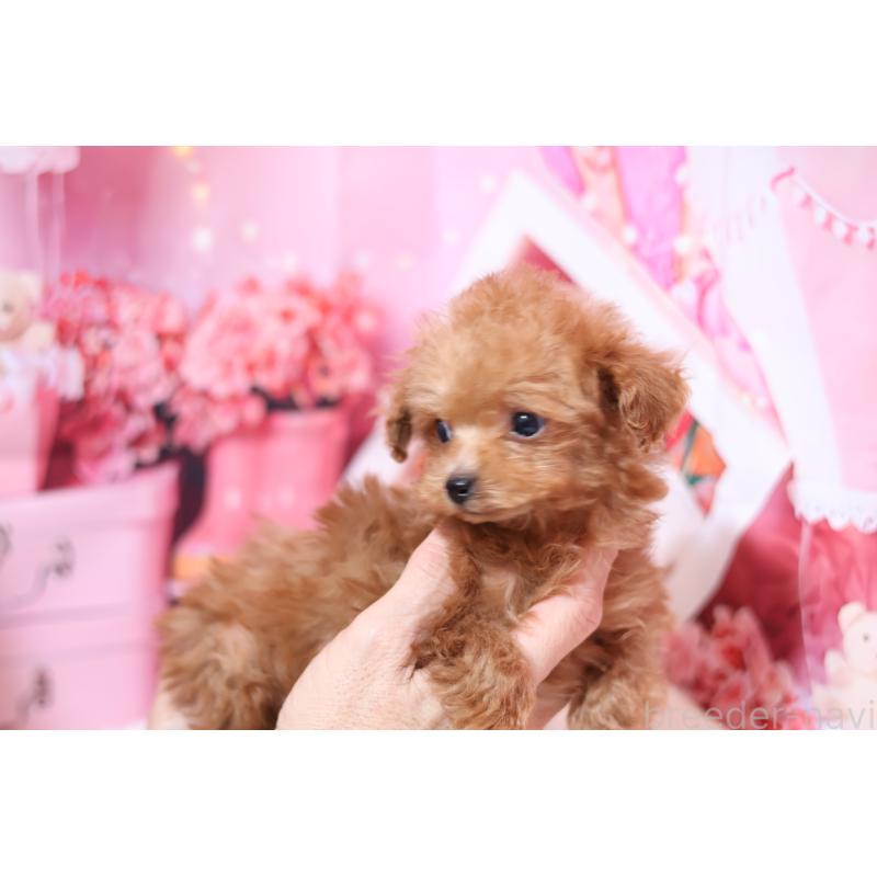 販売中の大阪府のティーカッププードル-436600の3枚目