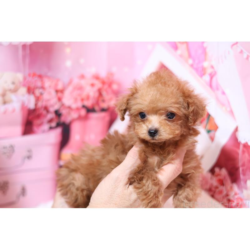 販売中の大阪府のティーカッププードル-436600の2枚目