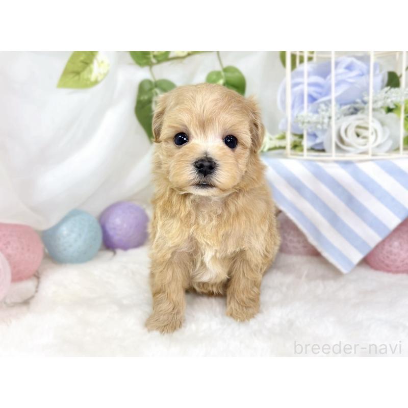 成約済の滋賀県のマルプー:マルチーズ×トイプードル-436521の5枚目