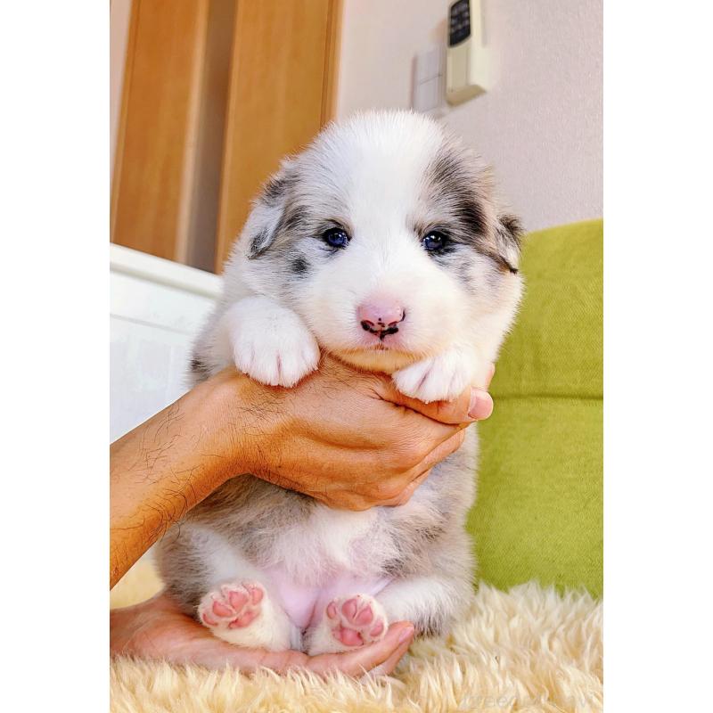 販売中の岐阜県のボーダーコリー-436624の14枚目