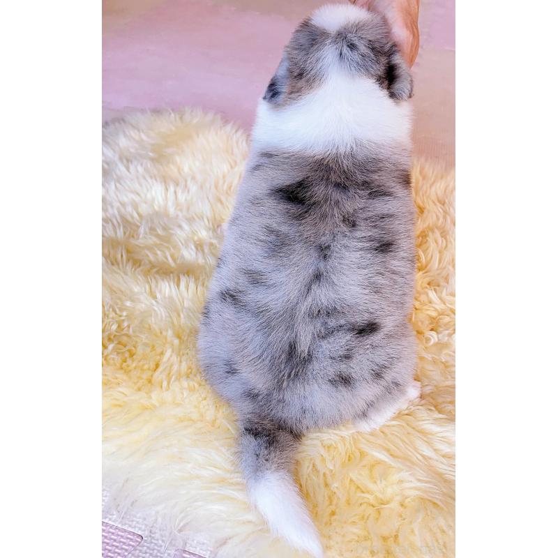 販売中の岐阜県のボーダーコリー-436624の13枚目