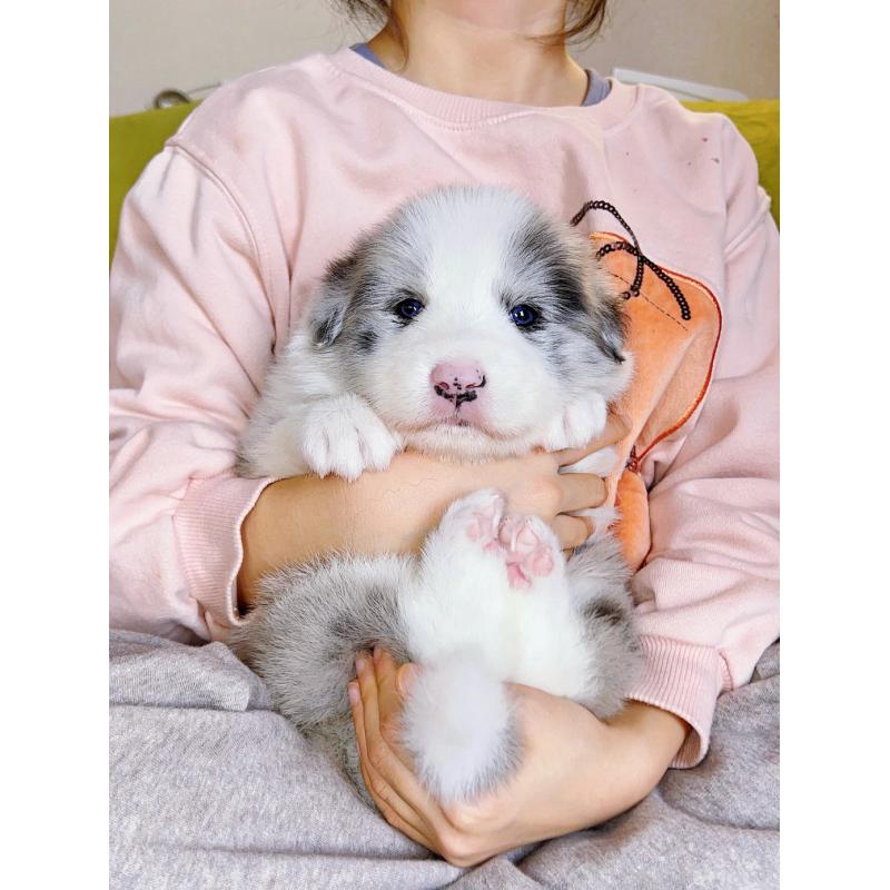 販売中の岐阜県のボーダーコリー-436624の11枚目