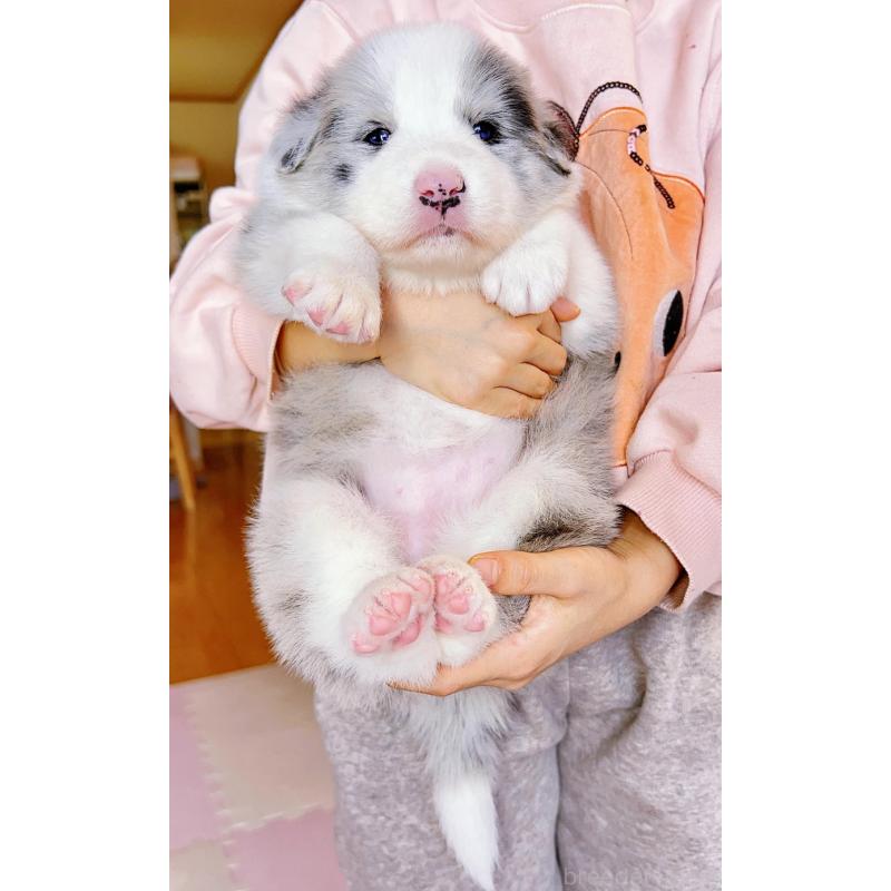 販売中の岐阜県のボーダーコリー-436624の10枚目