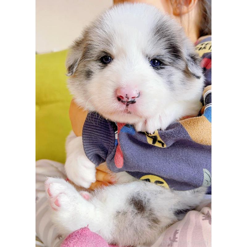 販売中の岐阜県のボーダーコリー-436624の8枚目