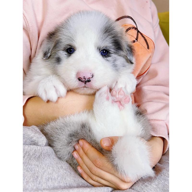 販売中の岐阜県のボーダーコリー-436624の7枚目