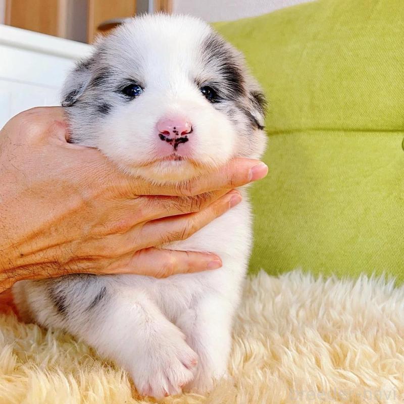 販売中の岐阜県のボーダーコリー-436624の6枚目