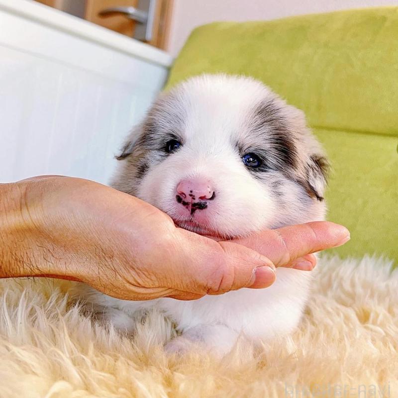 販売中の岐阜県のボーダーコリー-436624の4枚目