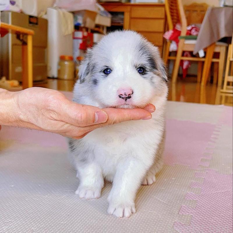 販売中の岐阜県のボーダーコリー-436624の3枚目