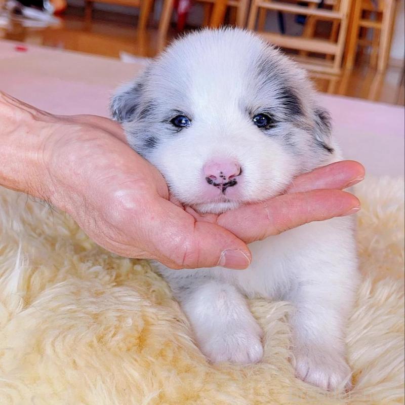 販売中の岐阜県のボーダーコリー-436624の2枚目