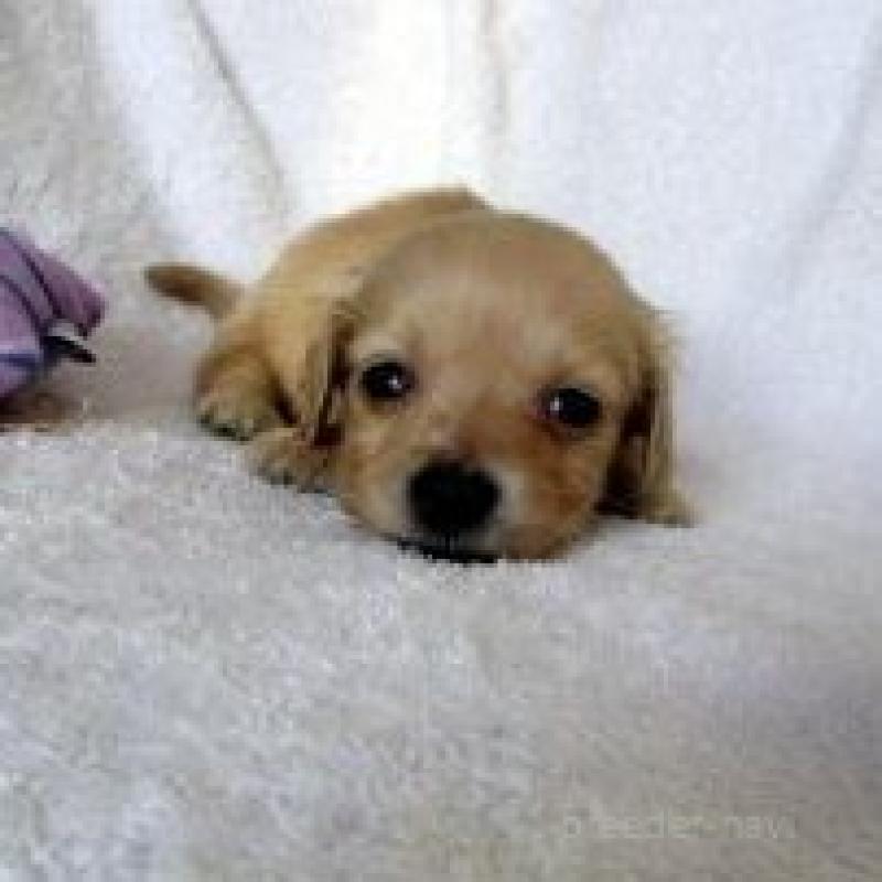 販売中の茨城県のミニチュアダックスフンド(ロングヘアード)-436626