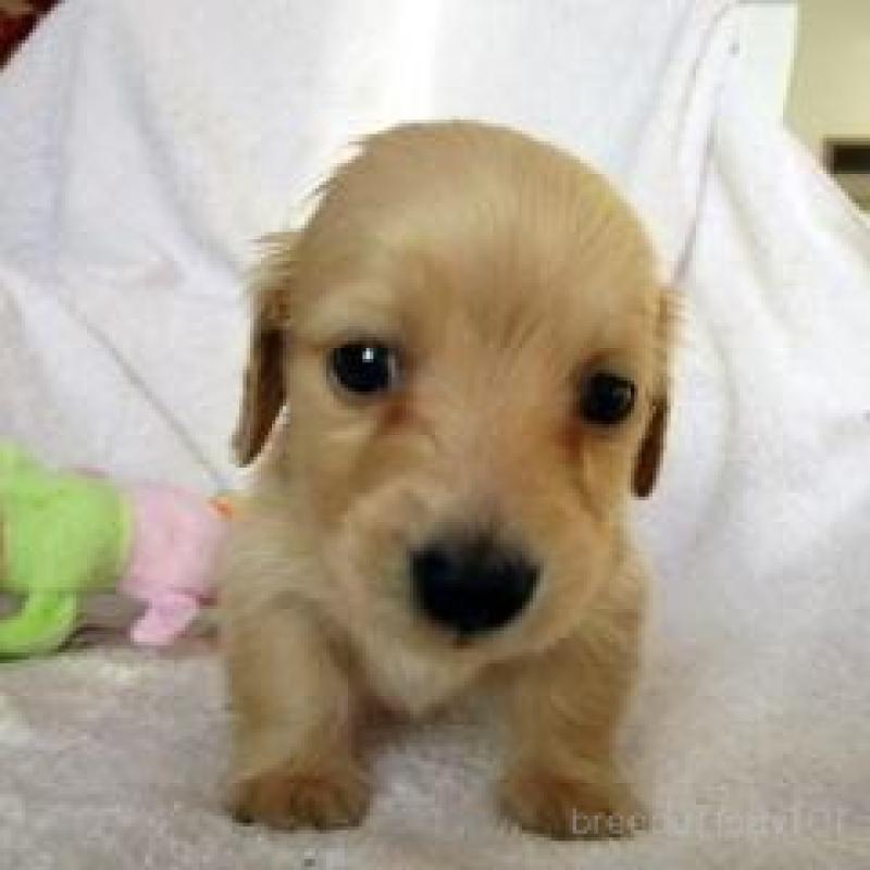 販売中の茨城県のミニチュアダックスフンド(ロングヘアード)-436627の1枚目