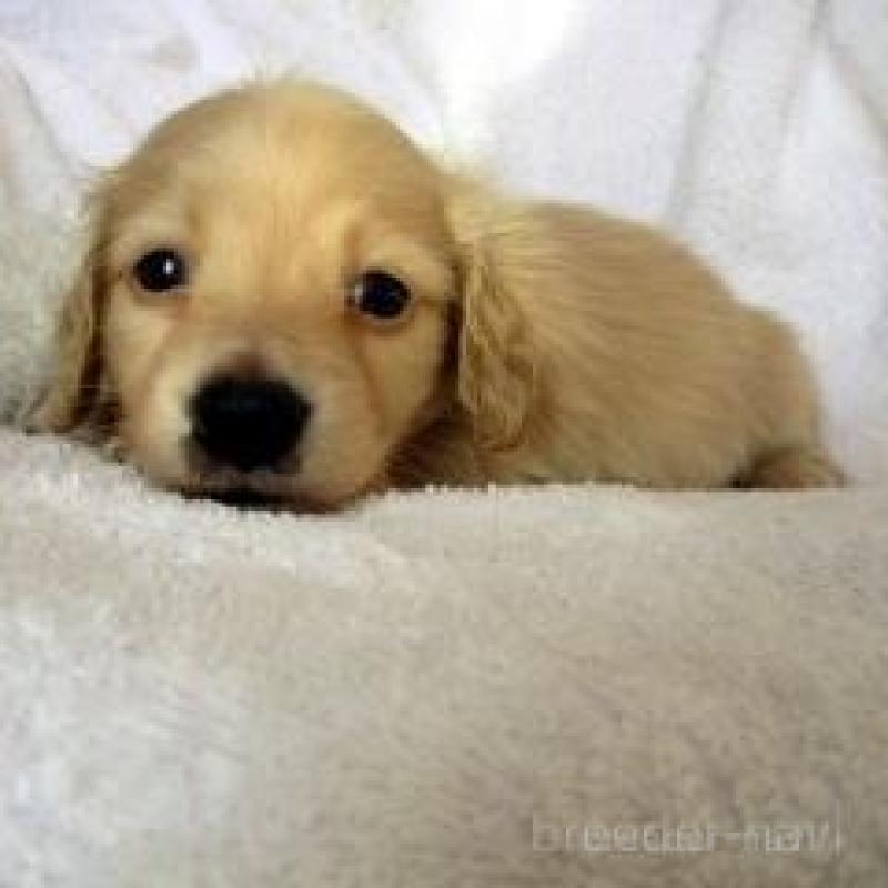 販売中の茨城県のミニチュアダックスフンド(ロングヘアード)-436628