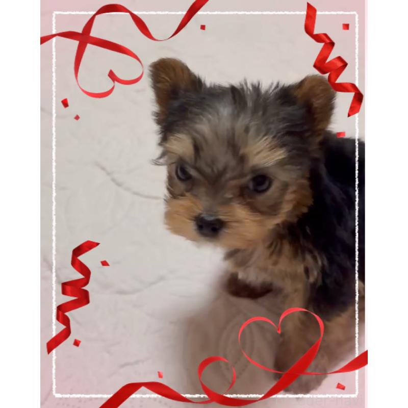 販売中の東京都のヨークシャーテリア-436632の8枚目