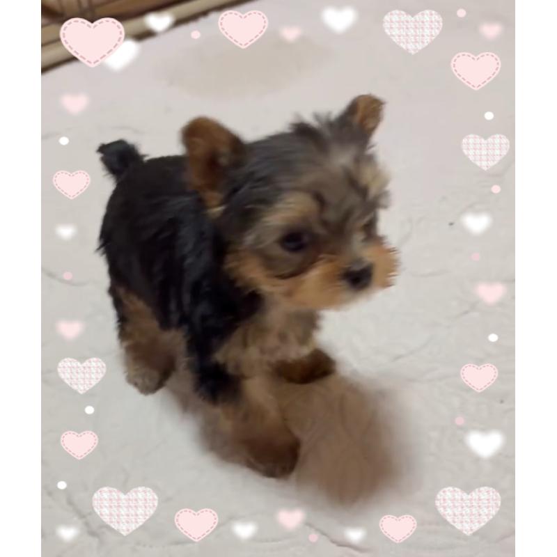 販売中の東京都のヨークシャーテリア-436632の7枚目