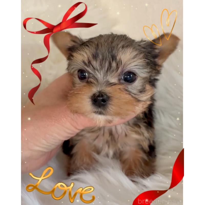 販売中の東京都のヨークシャーテリア-436632の5枚目