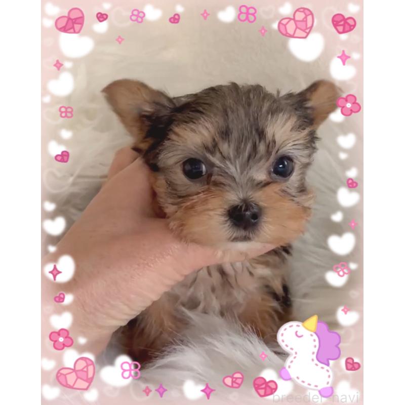 販売中の東京都のヨークシャーテリア-436632の4枚目