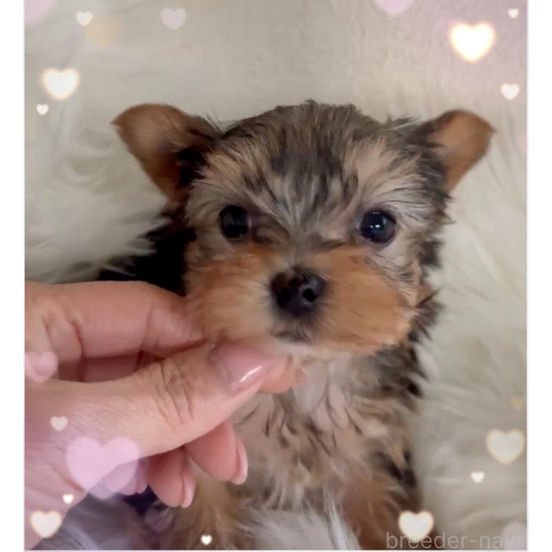 販売中の東京都のヨークシャーテリア-436632の1枚目