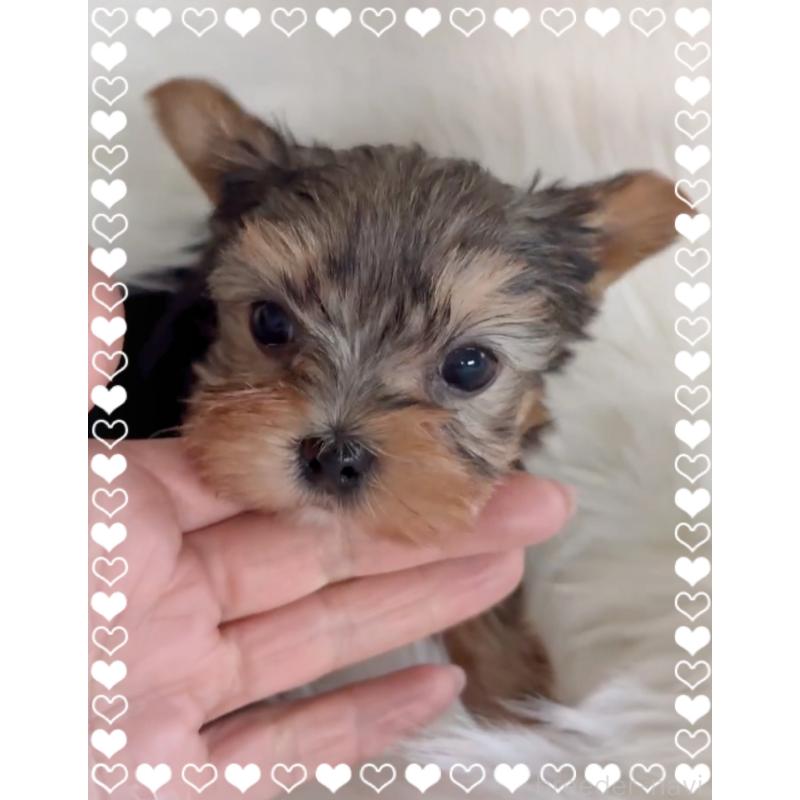 販売中の東京都のヨークシャーテリア-436632の3枚目