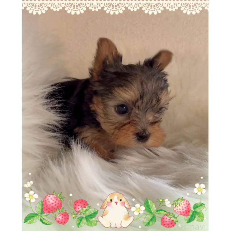 販売中の東京都のヨークシャーテリア-436632の2枚目