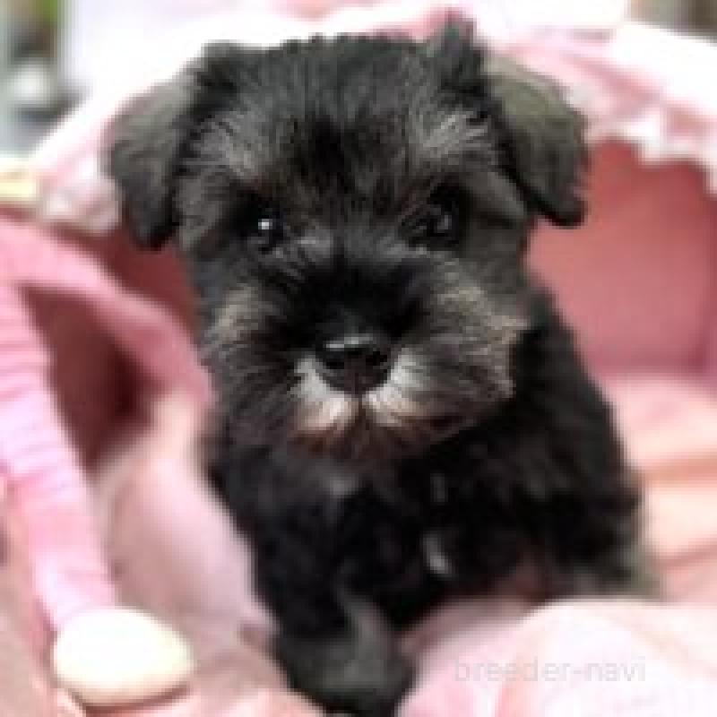 販売中の大阪府のミニチュアシュナウザー-436630の9枚目