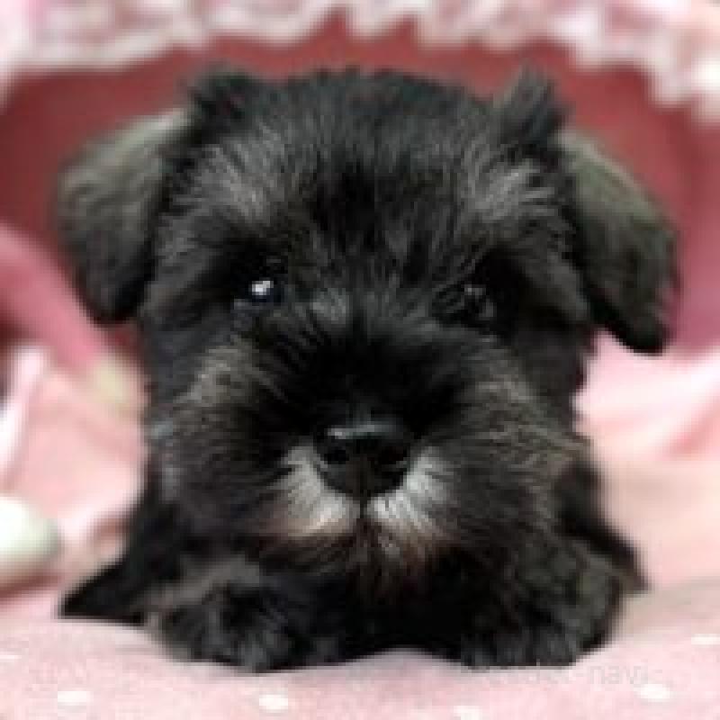 販売中の大阪府のミニチュアシュナウザー-436630の1枚目