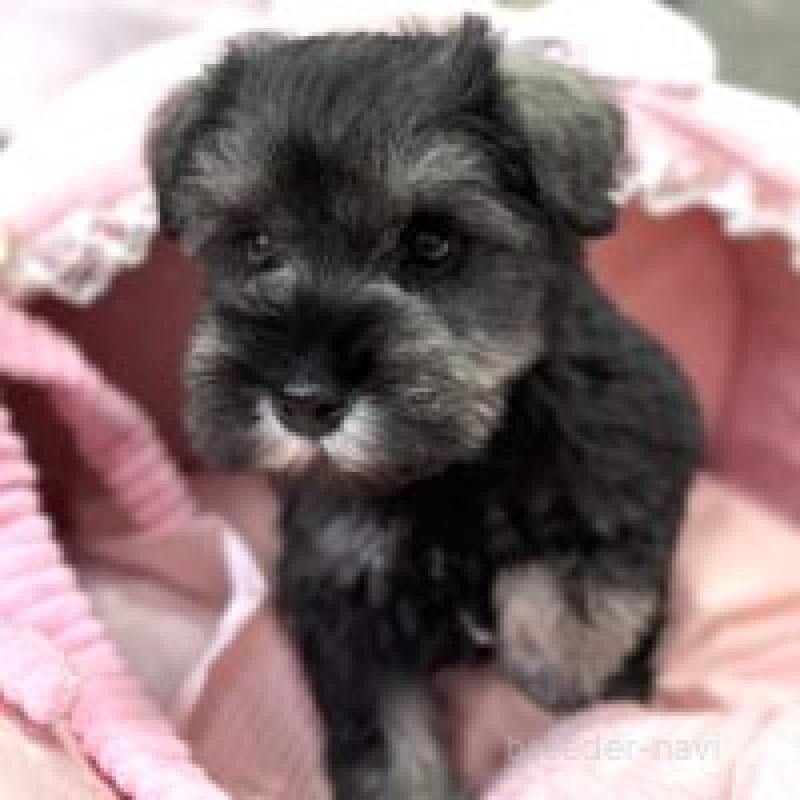 販売中の大阪府のミニチュアシュナウザー-436630の8枚目