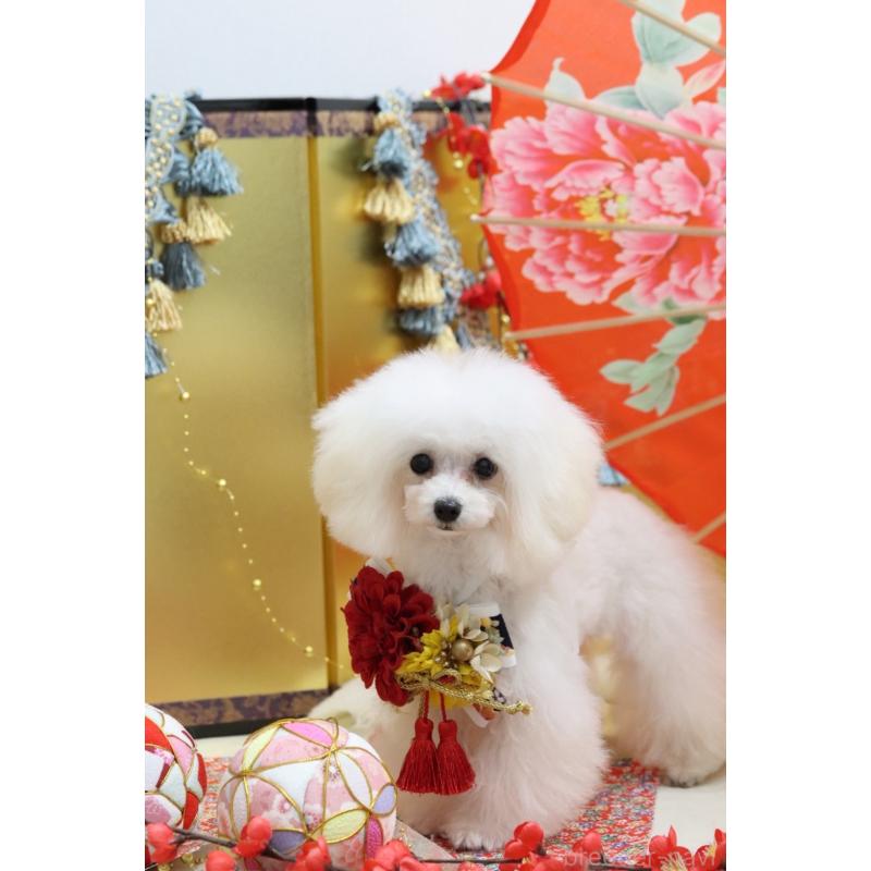 販売中の東京都のティーカッププードル-436634の1枚目