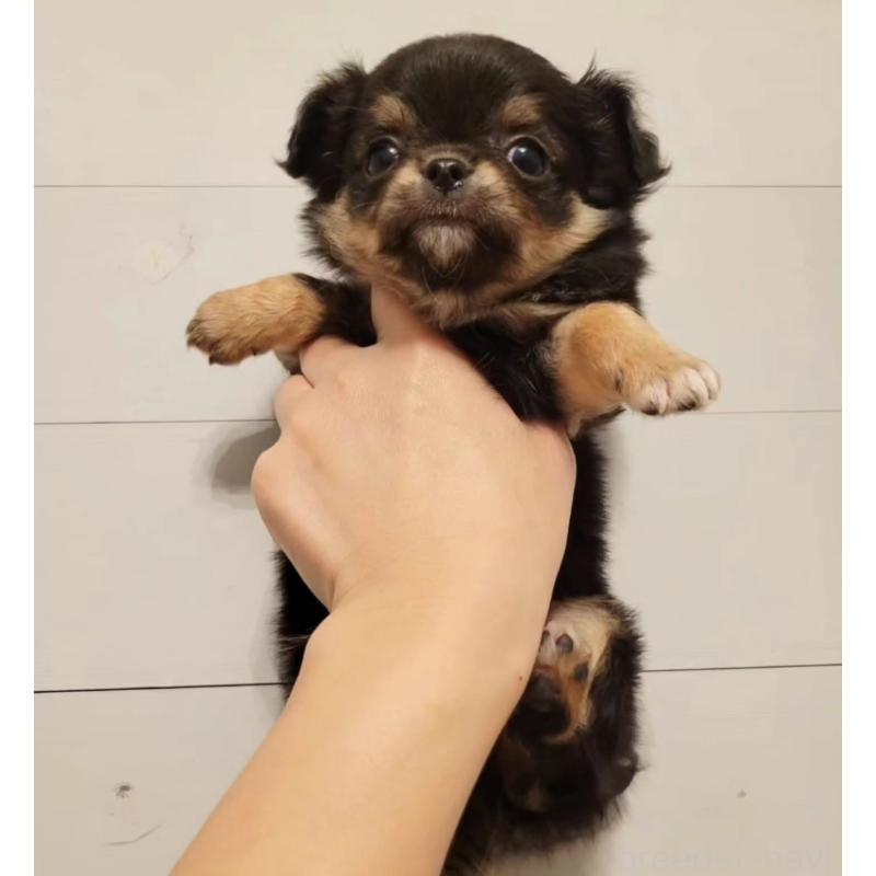 販売中の滋賀県のチワワ(ロングコート)-436636の4枚目